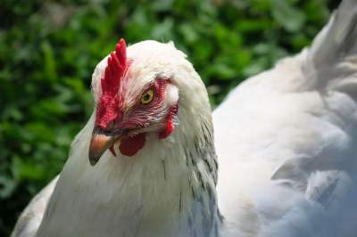 Unser Prinzip schafft bessere Tierhaltung