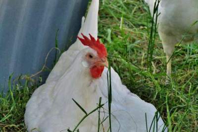Glückliche Hühner legen die besten Eier